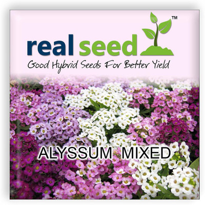 

Real Seed Alyssum Seed(100 per packet)