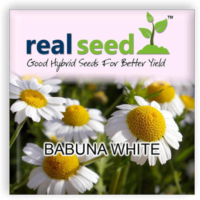 

Real Seed Babuna White Seed(60 Per Packet)