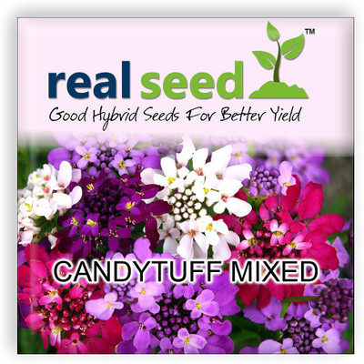 

Real Seed Candytuff Seed(60 Per Packet)