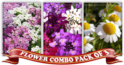 

Real Seed Flower Combo Pack - Alyssum, Candytuff, Babuna White F1 Hybrid Seed(100 Per Packet)