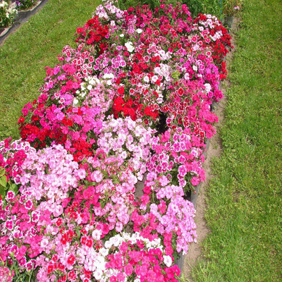 

Biocarve Dianthus chinensis mix - Baby Doll Seed(200 per packet)