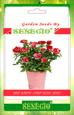 

SENECIO™ Rose Seed(10 per packet)