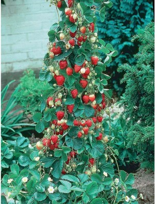 NATIONAL GARDENS Climbing Strawberry Seeds by National Gardens Seed(20 per packet)