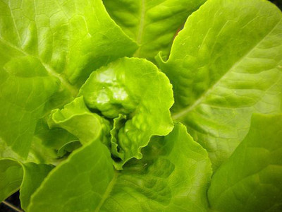 

National Gardens Buttercrunch Lettuce Seeds by National Gardens Seed(300 per packet)