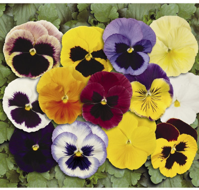 

Agricart Pansy F1 Mix Seed(20 per packet)
