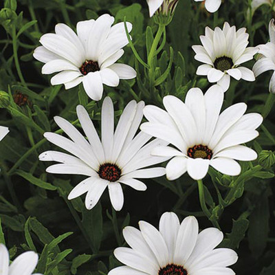 

Saaheli Dimorphotica White Seed(10 per packet)