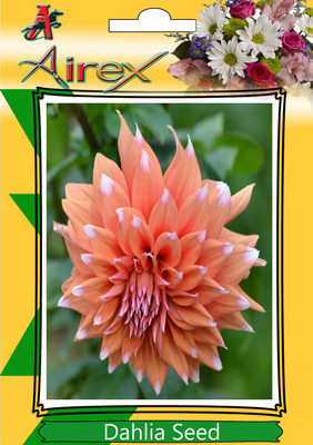 

Airex Dahlia Seed(10 per packet)