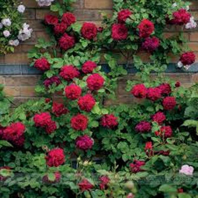 

greenz Rose Seed(10 per packet)