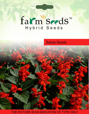 

FARM SEEDS Salvia Seed(100 per packet)