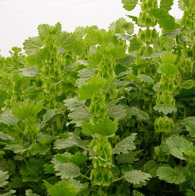 

Biocarve Moluccella Laevis Seed(200 per packet)