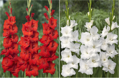 

Easy Gardening Gladiolus Seed(12 per packet)