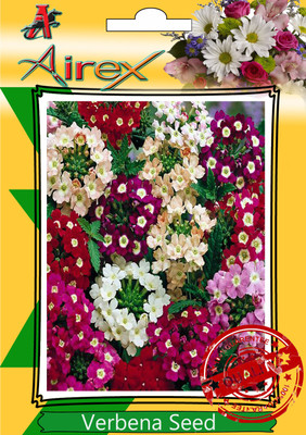 Airex Tall Verbena, Clustertop Vervain Seed(10 per packet)