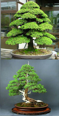 

Rainbow Spring Seeds Bonsai Japanese Cedar Semillas And Juniper Seed(10 per packet)