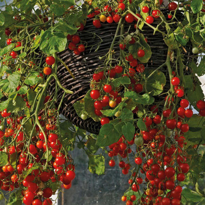 

National Gardens Small Cherry Tomato Seeds by National Gardens Seed(30 per packet)