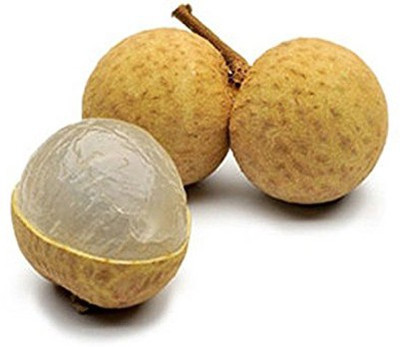

Futaba Dragon Eye Fruit Seed(10 per packet)