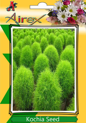 

Airex Kochia Seed(25 per packet)