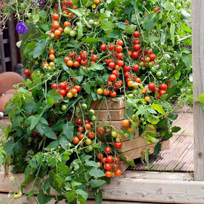 

National Gardens Potted Tomato Seeds by National Gardens Seed(20 per packet)