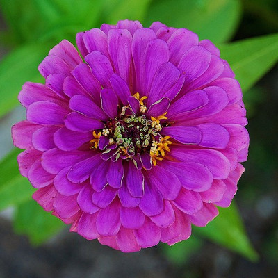 

Bio Kisan Flower Seed(20 per packet)