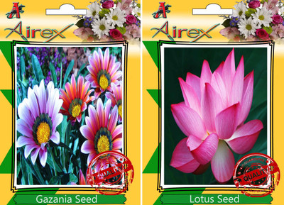 

Airex Gazania, Lotus Seed(25 per packet)