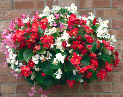 Saaheli BEGONIA Seed(10 per packet)