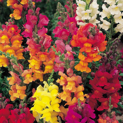 

Airex Antirrhinum Snapdragon Seed(15 per packet)