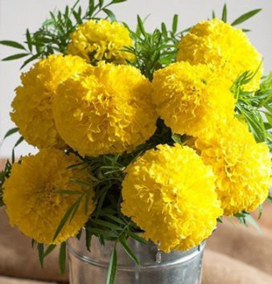 

Omaxe Marigold Seed(1 per packet)