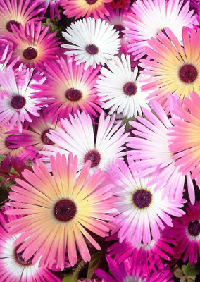 

Real Seed Ice Plant Double Mixed Hybrid Imported Flower Seeds Seed(150 per packet)
