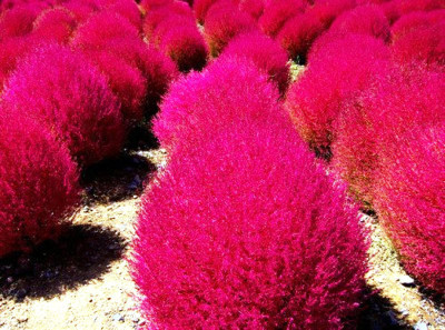 Nooelec India Kochia burning Bush Red Imported Seed(100 per packet)