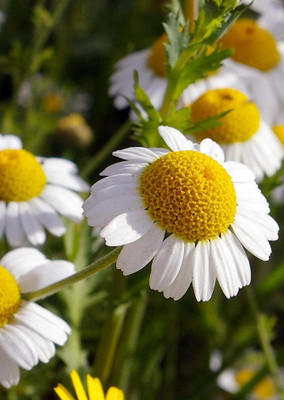 

Real Seed Babuna White Hybrid Imported Flower Seeds Seed(60 per packet)