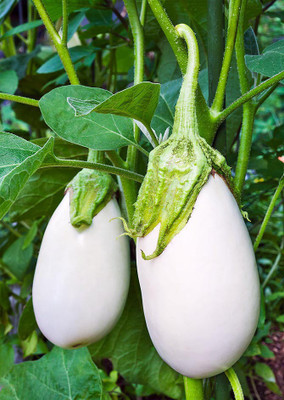 

Real Seed Brinjal White F1 Hybrid Premium Vegetable Seeds Seed(40 per packet)