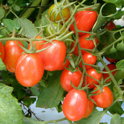 

Biocarve Cherry Tomato Seed(100 per packet)