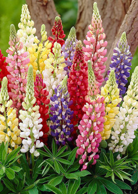 

Real Seed Lupins Mixed Hybrid Imported Flower Seeds Seed(15 per packet)