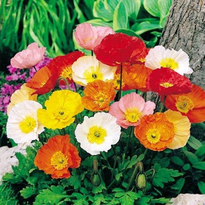 

Nooelec India Poppy Iceland Mix Flower Seed(25 per packet)