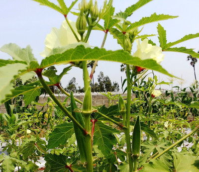 Nooelec India Bhindi Seed(30 per packet)