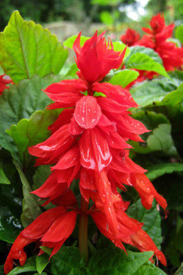 Seedlings india Salvia Splendens Red Hybrid Seed(60 per packet)