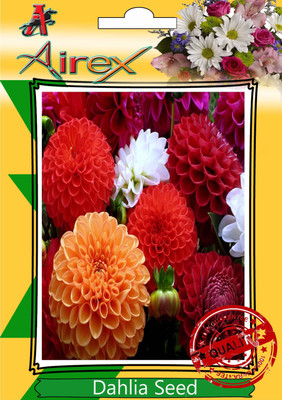 

Airex Dahlia Seed(25 per packet)