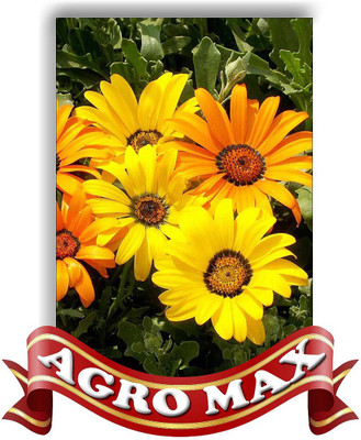 

Agro Max DIMORPHOTICA ORNAGE Seed(40 per packet)