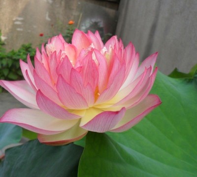 Futaba Light Pink Bowl Lotus Seeds Seed(5 per packet) at flipkart