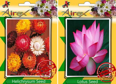 

Airex Helichrysum Mixed, Lotus Seed(25 per packet)