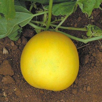 

National Gardens Indian Cucumber Seeds by National Gardens Seed(100 per packet)