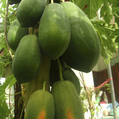 

Biocarve Papaya Seed(10 per packet)