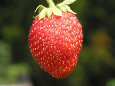 NATIONAL GARDENS Selva Strawberry Seeds by National Gardens Seed(20 per packet)