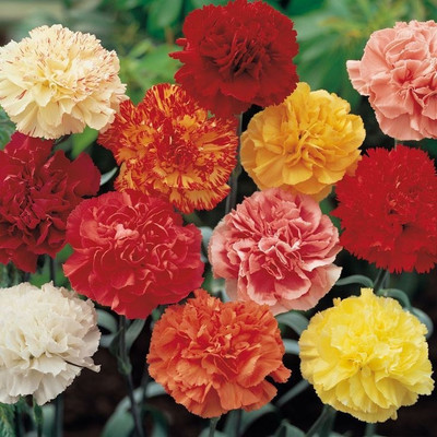 

JAGREX HELICHRYSUM BRACTEATUM DWF. MIXED FLOWER Seed(2 per packet)