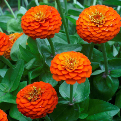

Bio Kisan Zinnia Orange Flower Seed(20 per packet)