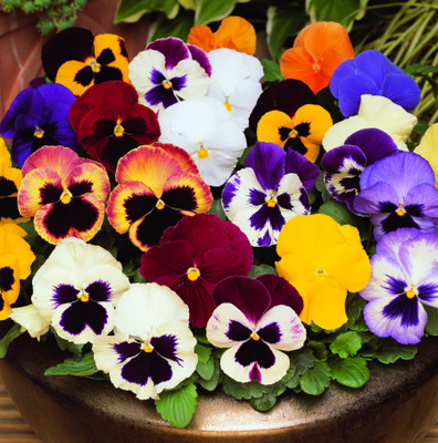 

Amir Enterprises Pansy Seed(20 Per Packet)