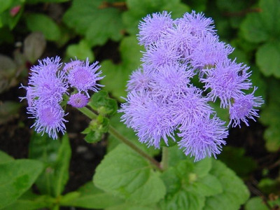 

Biocarve Ageratum Seed(50 per packet)
