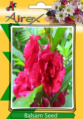 

Airex Balsam Seed(25 per packet)