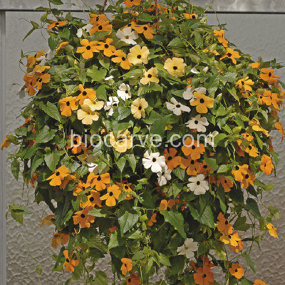 

Biocarve Thunbergia Seed(10 per packet)