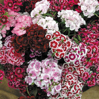 

Bio Kisan Flower Seed(100 per packet)