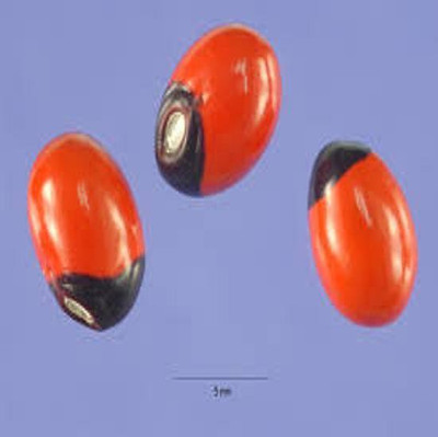 

Seedbazaar Gunja Seed(51 per packet)